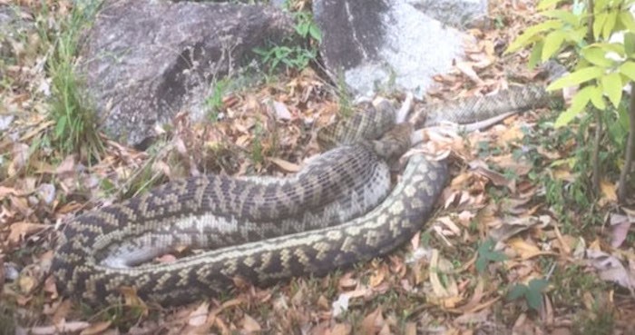 Serpiente se come a canguro. Foto: Especial