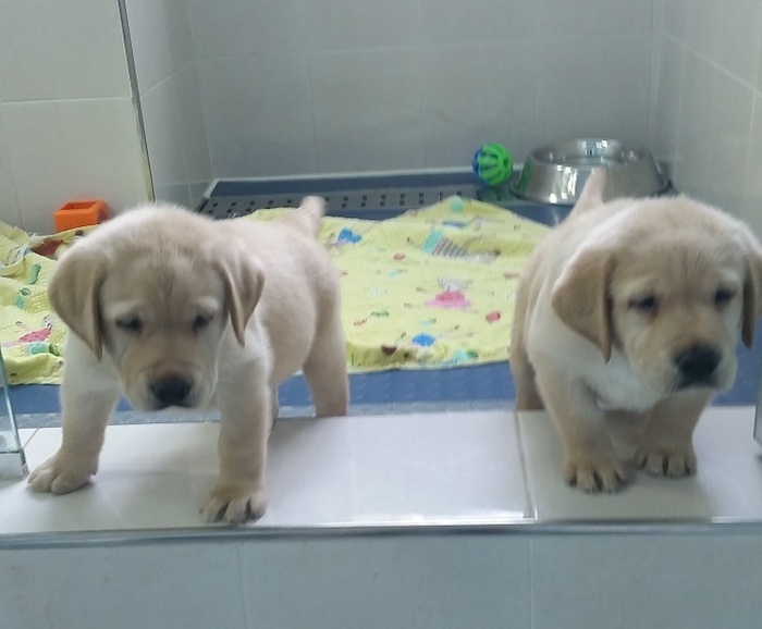 Busted y Boosted en entrenamiento. Foto: Especial.