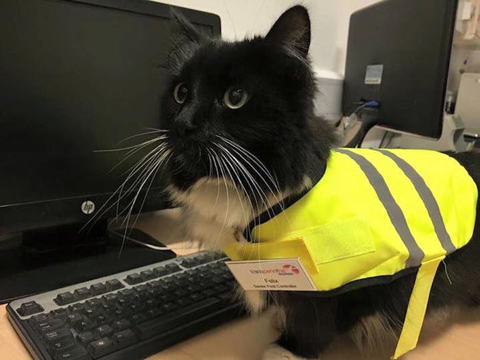 Felix, el gato controlador de plagas. Foto: Facebook, Felix the Huddersfield Station Cat