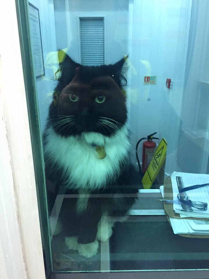 Foto: Facebook, Felix the Huddersfield Station Cat