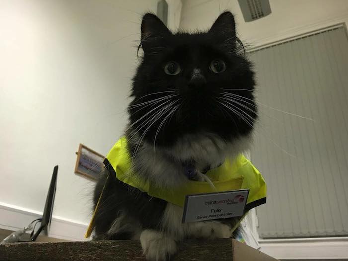 Foto: Facebook, Felix the Huddersfield Station Cat