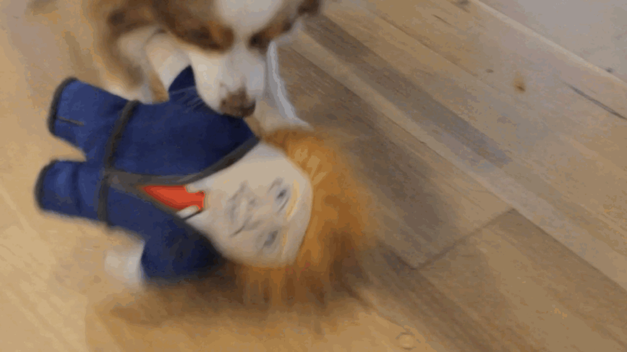 Los perros aman el nuevo peluche.