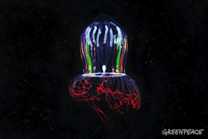 Medusa melena de león. Foto: Greenpeace.