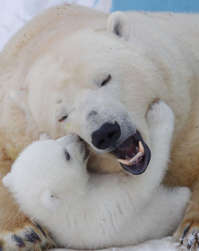 Gerda dio a luz al primer oso polar nacido en Siberia en 40 años. Foto: Xinhua/Kukhmar Kirill/TASS/ZUMAPRESS