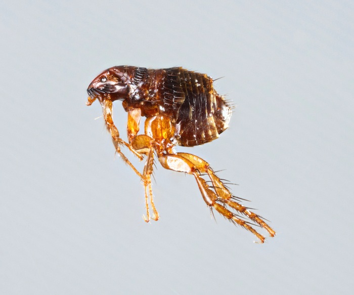 Las pulgas llevan enfermedades a perros, gatos y humanos. Foto: Shutterstock.