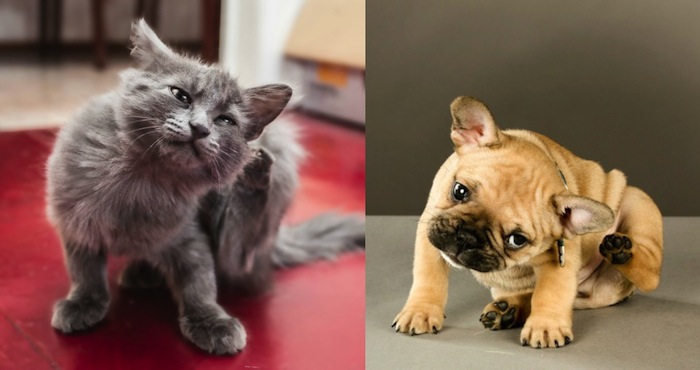 Durante la época de lluvia las condiciones son perfectas para que los huevos eclosionen y las pulgas busquen un cuerpo dónde alimentarse. Foto: Shutterstock.