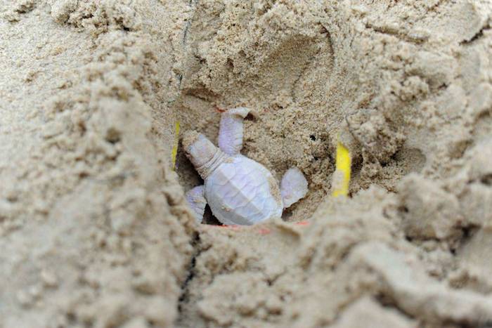 La tortuga verde albina en fue hallada en la playa de Castaways, al noreste de Australia. Foto: Especial
