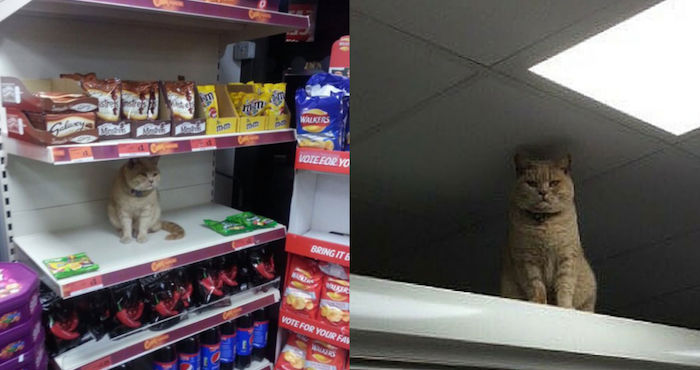 Gato de supermercado Foto: especial