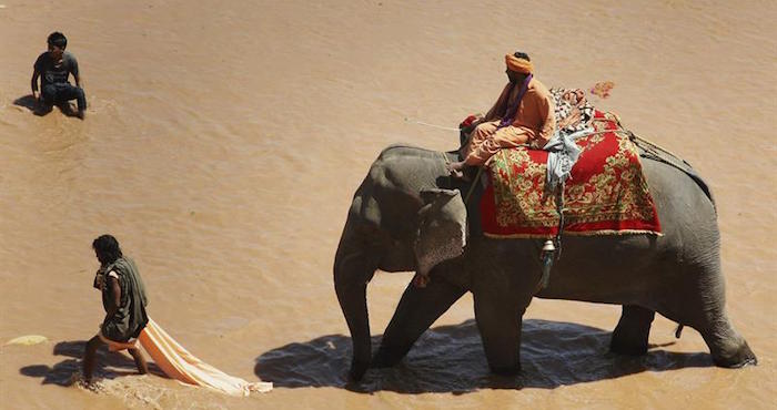 Un "mahout" indio (conductor de elefantes) cruza el río Tawi en elefante para alimentarlo durante el último día del festival hindú Navratra en Jammu, capital de invierno de la Cachemira india. Foto: EFE