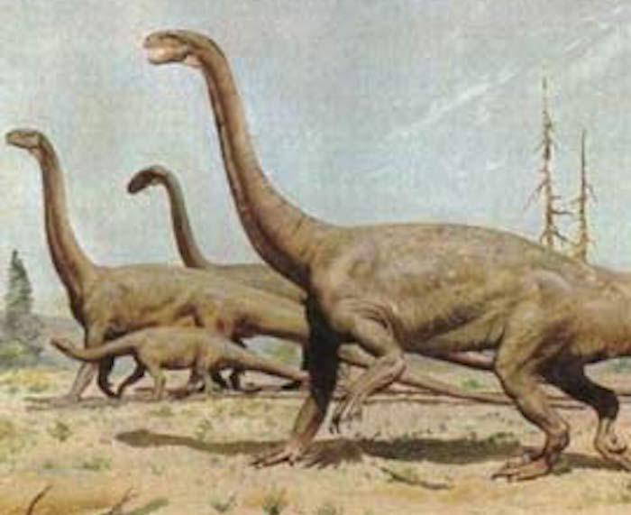 Los restos de reptiles del Triásico, Nothosaurus y Tanystropheus, provienen de material encontrado en Gogolin en la región de Opole y en Silesia, Zyglinie. Foto: Xinhua