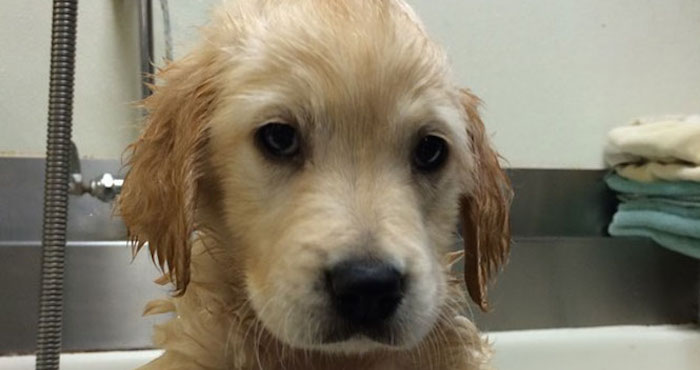 El pequeño Wesley. Foto: Facebook Molly Moore.