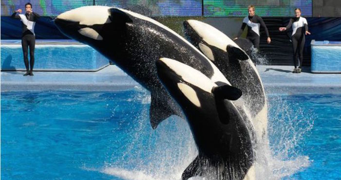 La compañía eliminará también los espectáculos con orcas e introducirá "nuevos e inspiradores encuentros naturales". Foto: AP