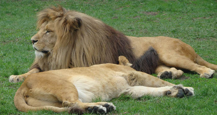 Según cifras globales, en 1915 había en el planeta 250 mil ejemplares, hoy sólo existe el 10 por ciento. Foto: DGCS UNAM