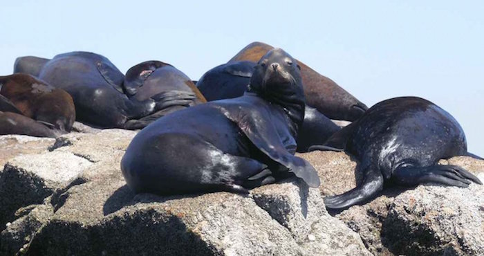 Lobos marinos vuelven a las Mazatlan, Sinaloa. Foto: Noroeste.