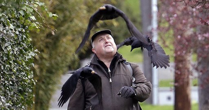 Darrly Dyer lanza cacahuates a cuervos en Seattle. A casi cada paso de su caminata de 20 kilómetros. Foto: AP