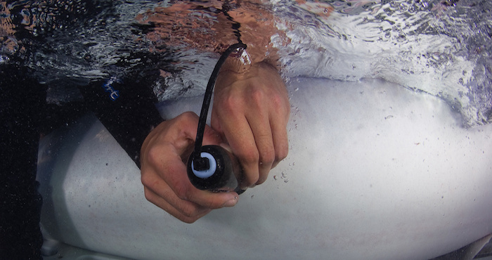 Científicos de la University of New England usan ecografías para conocer detalles de los productos de las madres tiburón. Foto: Jim Abernethy.