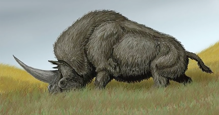 El unicornio siberiano se parece más a un rinoceronte que a un caballo. Foto: EFE