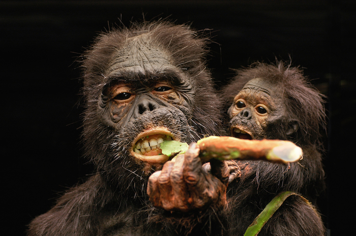 El "Homo floresiensis" se remonta ahora a hace 50 mil años. Foto: Shutterstock