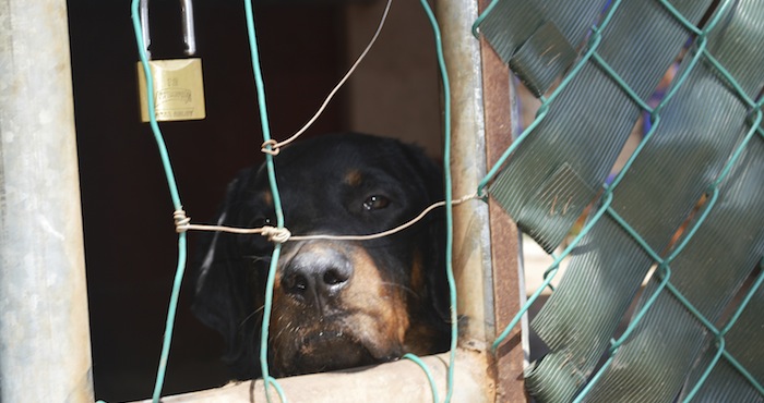 Actualmente, HSI busca extender su plataforma anticrueldad en varios estados mexicanos, empezando por Aguascalientes y Guanajuato. Foto: Cuartoscuro.