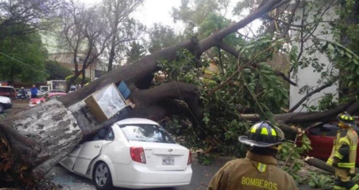 Se registró la caída de menos 110 árboles, 10 lonas y 10 espectaculares en distintas delegaciones de la CdMx. Foto: @Raul_Esquivel_C
