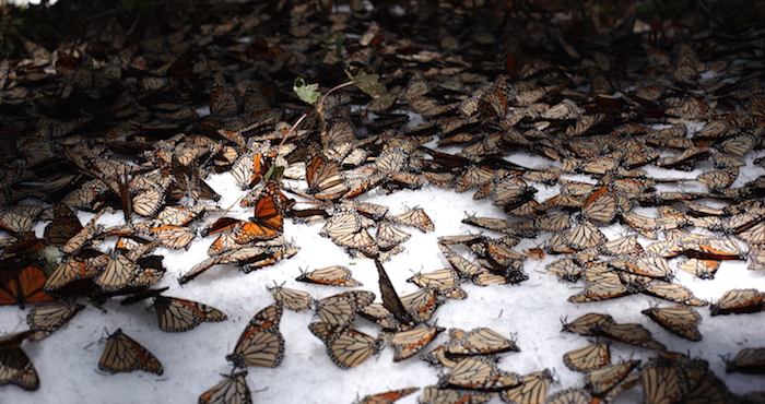 En el Santuario El Rosario. Las colonias de la mariposa monarca se vieron afectadas por el frío y se podía ver una considerable cantidad sobre la nieve. Foto: Cuartoscuro