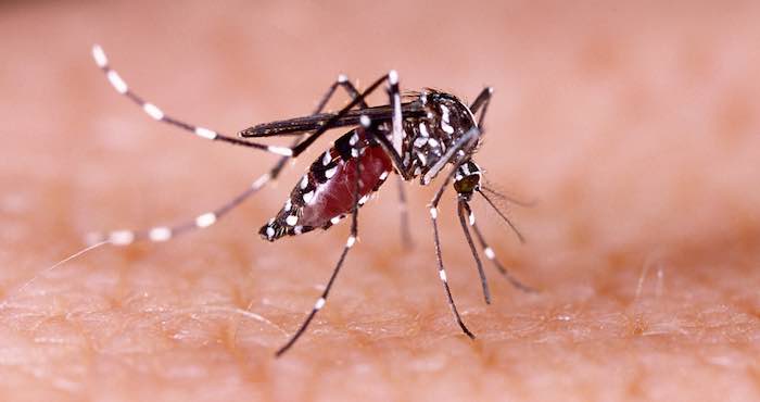 La hidropesía fetal es una afección grave que ocurre cuando se acumulan cantidades anormales de líquido en dos o más zonas del cuerpo de un feto o recién nacido, y a menudo ocasiona la muerte del bebé poco antes o después del parto.Foto: Shutterstock.