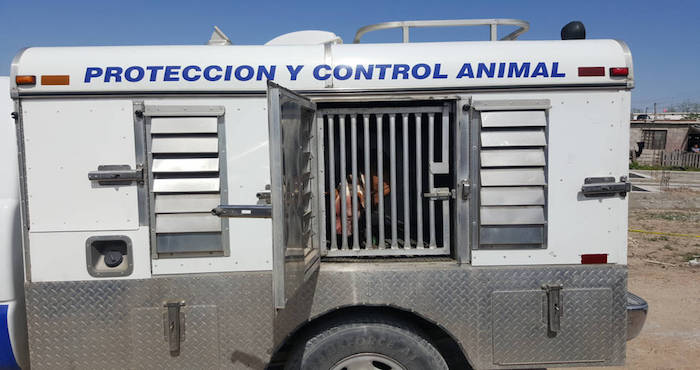 En otros países los pitbull están regulados por legislaciones. Foto: Especial/Vanguardia.