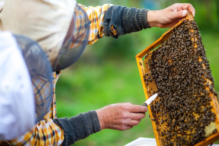 En el mundo existen nueve especies de abejas y la más importante para la apicultura nacional es la Apis mellifera. Foto: Shutterstock.