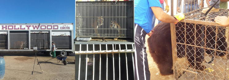 Fotografías del aseguramiento de las especies. Foto: Profepa