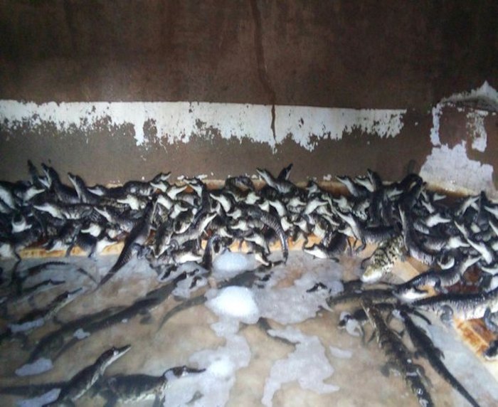 Los tres mil 338 cococdroilos que contaban con el marcaje. Foto: Twitter vía @PROFEPA_Mx