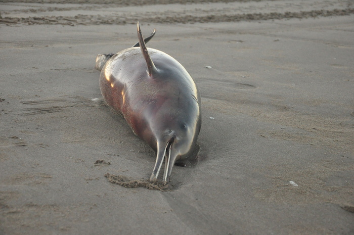 Fotografía cedida por la organización Mundo Marino, de un delfín en una playa en la provincia de Buenos Aires, Argentina. Foto: EFE