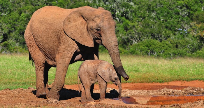 Elefante africano hembra y su cría. Foto: Shutterstock