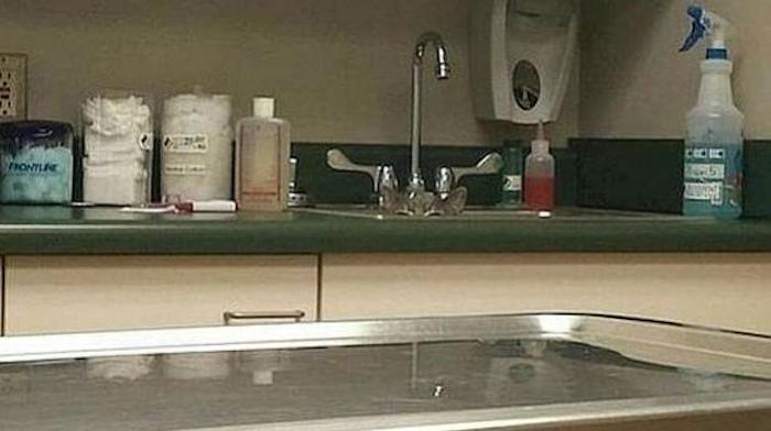 El consultorio del veterinario donde el gatito está bien escondido. Foto: Especial