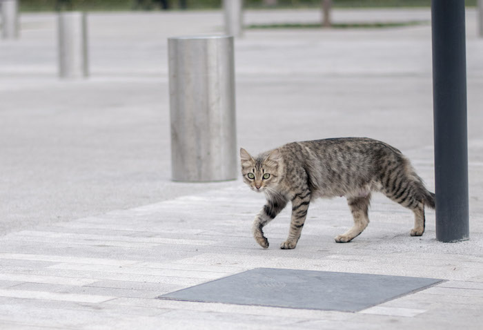 Un gato deambula por la calle, sobre la Alameda Central. Foto: Cuartoscuro.