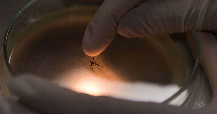Algunas comunidades de Brasil llevan la delantera en lo relativo a eliminar el mosquito portador de enfermedades de sus calles. Foto: AP