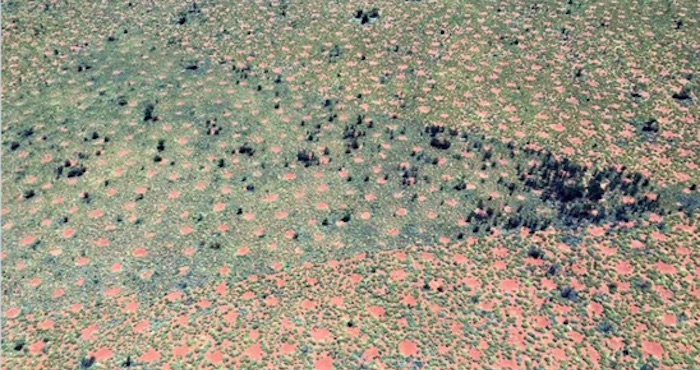 Un estudio publicado esta semana en la revista Proceedings of the National Academy of Sciences revela se han encontrado anillos de hadas —que hasta ahora se creía que eran únicos de Namibia— en la parte oeste de Australia. Foto: Twitter vía @SmithsonianMag