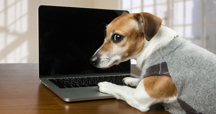 El artefacto conectado al Internet permite ver a sus perros, hablarles, tomarles fotos e incluso darles bocadillos mediante un app. Foto: Shutterstock.