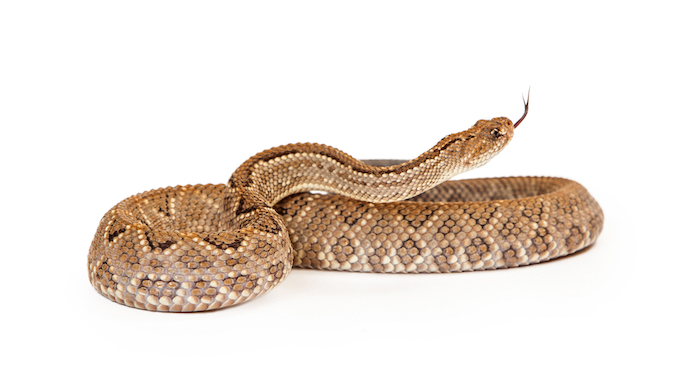 Los crótalos localizan su presa y sus escondites al seguir las fuentes de calor. Foto: Archivo