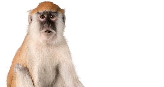 Implantaron en dos macacos Rhesus electrodos en diversas áreas del cerebro desde donde se imparten las órdenes de movimiento. Los animales sanos, no paralizados, fueron colocados para el experimento en una caja sobre ruedas. Foto: Shutterstock