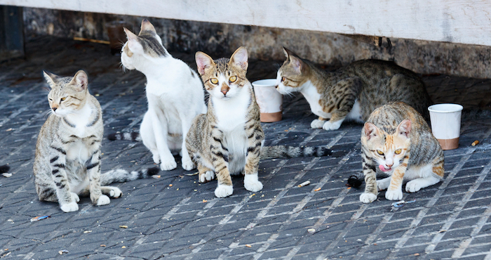 A todos ellos los recogió, cuidó e identificó colocándoles un microchip y un collar con su nombre y número de teléfono que permite rastrearlos en un área determinada, pero, según se da cuenta ahora, cometió el error de no tenerlos en su casa sino en un solar cercano a su exitoso negocio de productos dermatológicos. Foto: Shutterstock