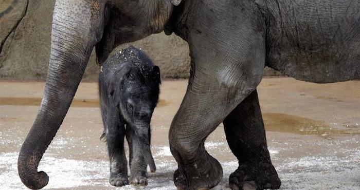 Bebé de elefante en el zoo de Hanover, Alemania. Foto: EFE