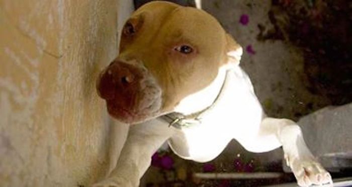 En la imagen, un perro de la raza Pitull. Foto: Alejandro Tomatsu/Provincia. 