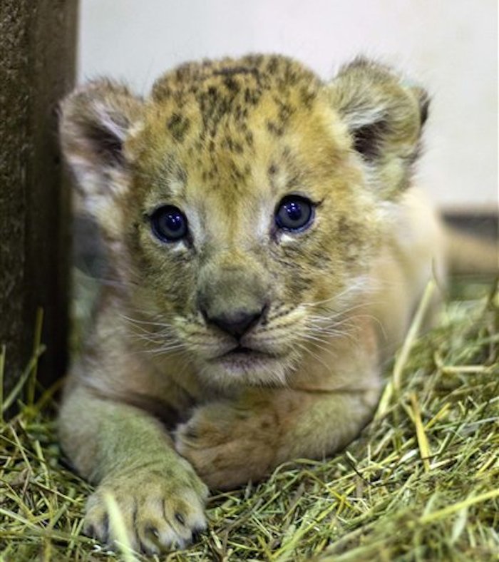un cachorro león de casi ocho semanas mira hacia la cámara en Buffalo, Nueva York. Foto: AP