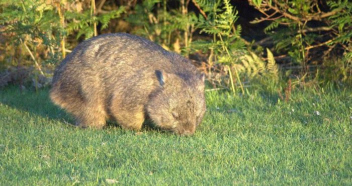 Wombat. Foto: Wiki Commons.