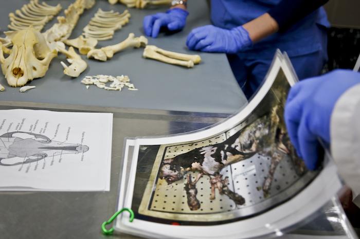 Veterinarios de la unidad forense de la Sociedad Americana para la Prevención de la Crueldad hacia los Animales muestran evidencia y los restos de un perro que era utilizado en luchas de perros. (Foto AP/Bebeto Matthews)