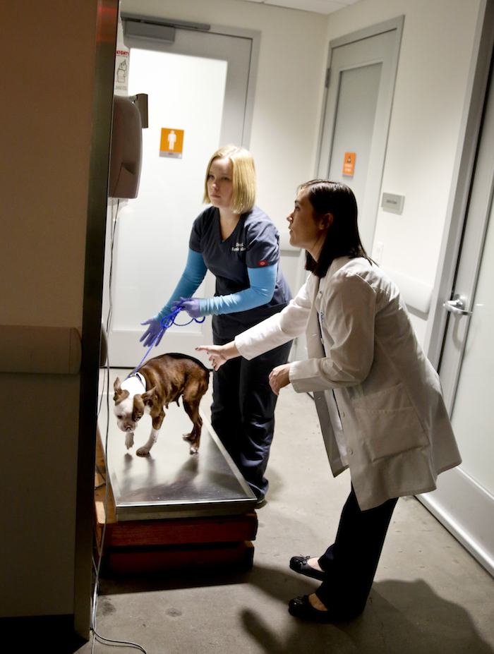 La doctora Alison Liu, derecha, veterinaria de la unidad forense de la Sociedad Americana para la Prevención de la Crueldad hacia los Animales, y Ellen Vancelette, administradora de ciencias forenses con la unidad, pesan a Lula, una perra Boston terrier de 5 años rescatada de abuso. (Foto AP/Bebeto Matthews)