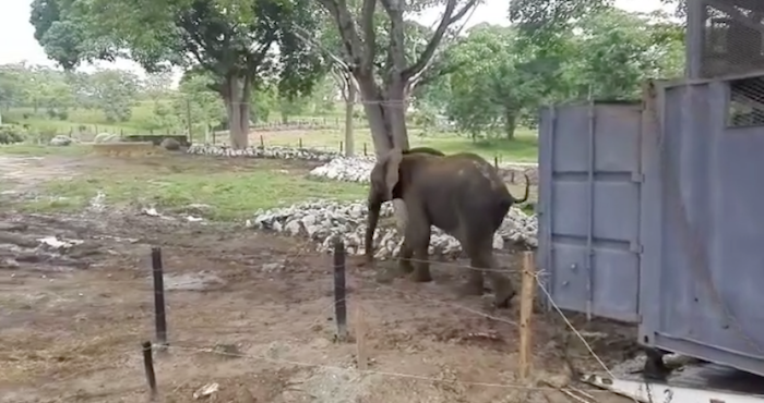 "Zimbabwe" se hizo conocido por "predecir", al igual que el célebre pulpo "Paul", al ganador de varios partidos de fútbol del pasado Mundial de Brasil. Foto: Especial