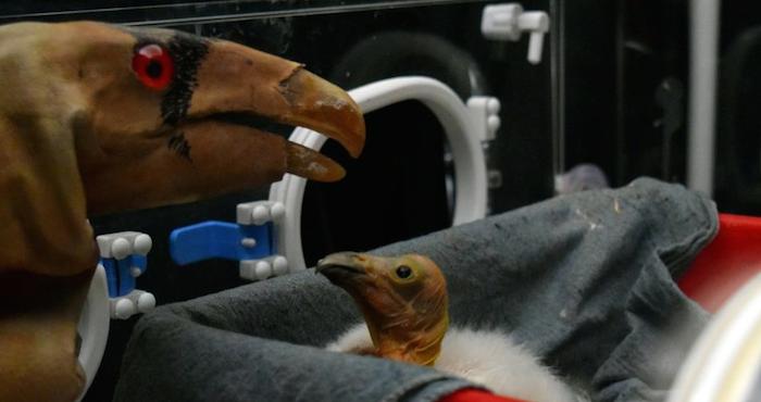 Foto: Zoológicos de la Ciudad de México