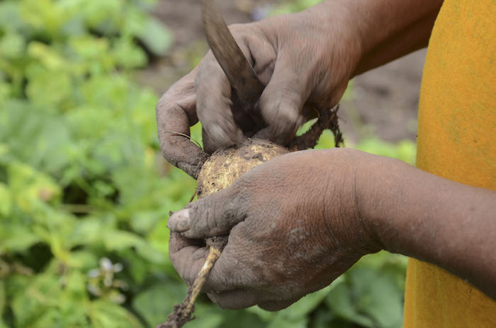 ATZACUALOYA, GUERRERO, 02OCTUBRE2014.- Productores de jícama de la comunidad indígena de Atzacualoya, municipio de Chilapa, han iniciado la cosecha luego de tres meses de trabajar bajo los inclementes rayos del sol. Esperan que con la venta de su producto durante las fiestas de día de muertos y decembrinas su trabajo sea redituable. La siembra de jícama se realiza en los últimos días de mayo, durante ese tiempo los campesinos riegan, cuidan, y abonan los zurcos para una obtener una buena cosecha. El costo de un costal de semilla es de aproximadamente $70, llegando a alcanzar precios de $150 cuando la semilla escasea. En la imagen, José es un campesino que junto con su familia se dedica a la siembra de maíz y jícama, entre otros productos que comercializa en la cabecera municipal de Chilapa. FOTO: BERNANDINO HERNÁNDEZ /CUARTOSCURO.COM