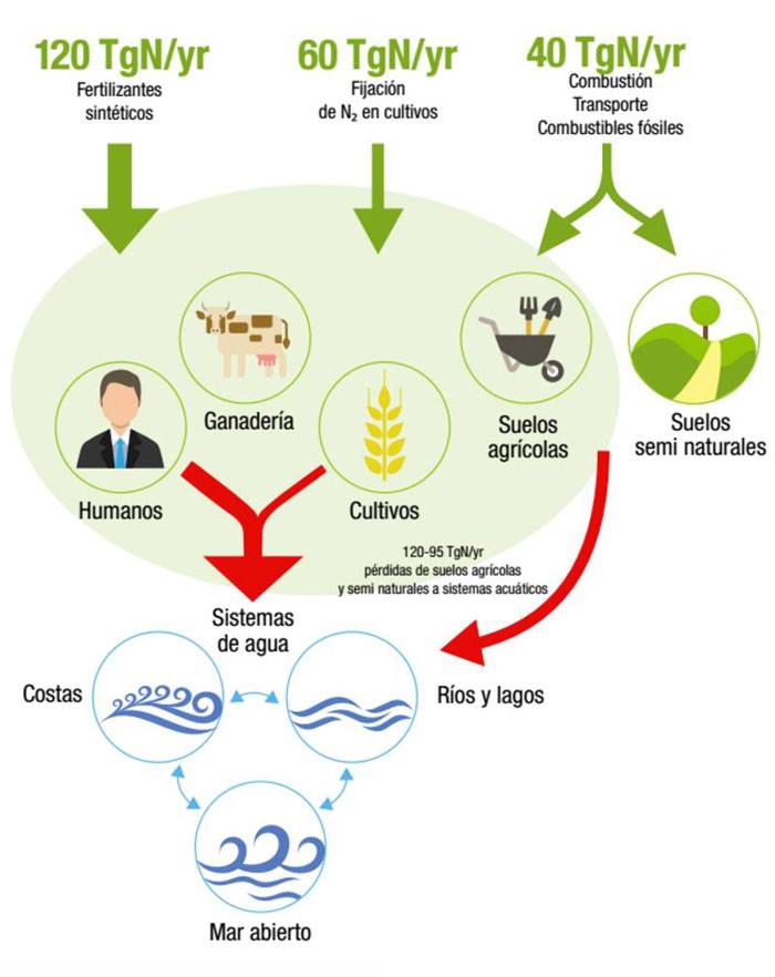 Gráfico sobre el ciclo del Nitrógeno: Greenpeace México.